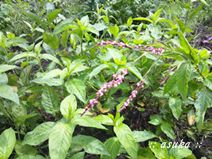 藍の花