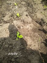 秋野菜の準備と草むしり