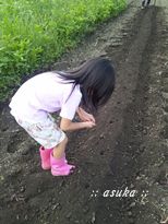 大根の種まき