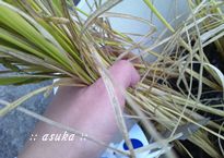 稲刈り