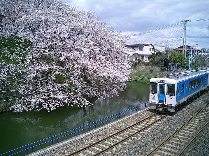 おさんぽさくら～ちょっと遅れてさくらだより