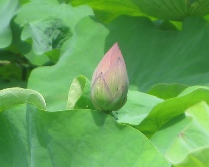 蓮池