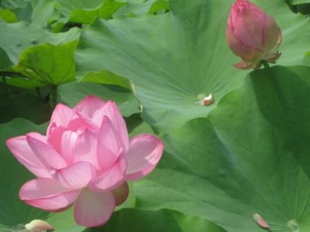 蓮の花がひらいた