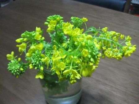 かぶの花