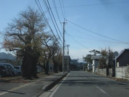 名残の古木