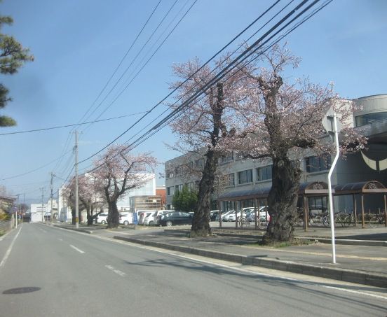 櫻の開花