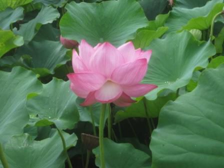 蓮の花
