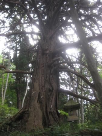 土平の大杉