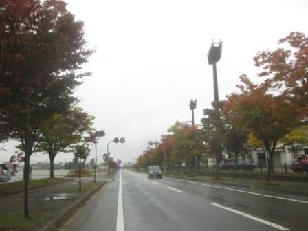 街路樹