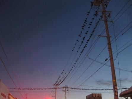 カラス
