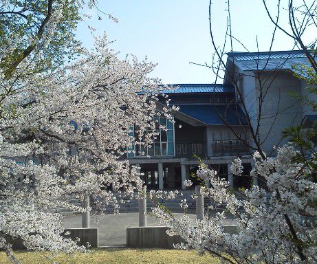 まだ桜の話題
