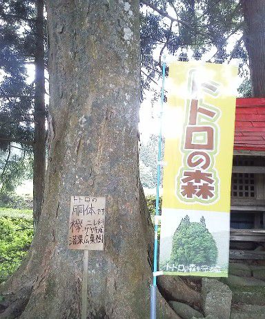 木というより森なのね