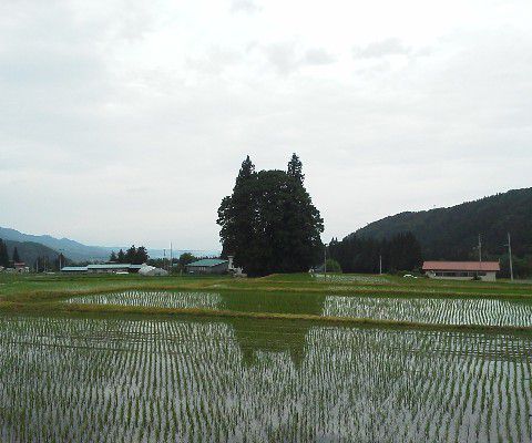 トトロの森