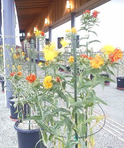紅花