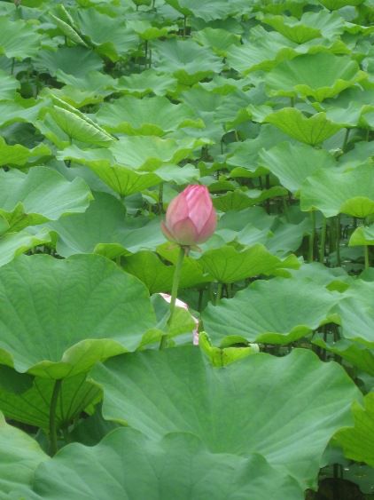 蓮の花