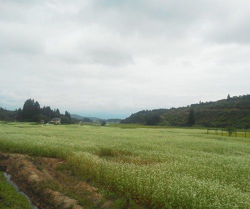 蕎麦畑