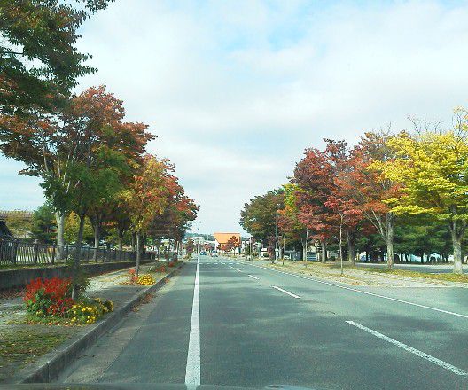 街路樹も