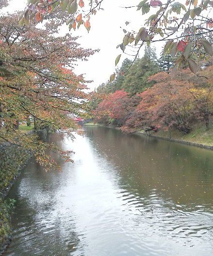 お堀端のサクラも