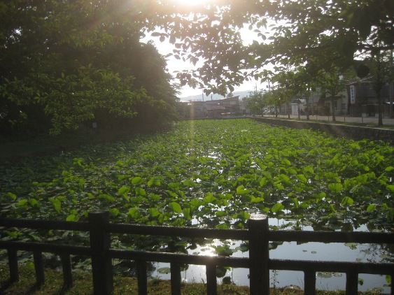 お濠の蓮