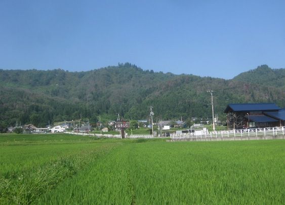 枯れているのでしょうか