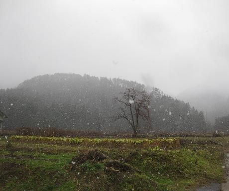 雪菜は･･･
