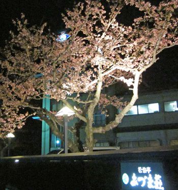 桜　咲きました！