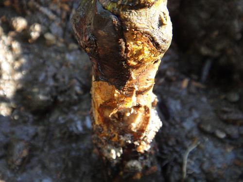 体のどの部分に影響を及ぼしますか?