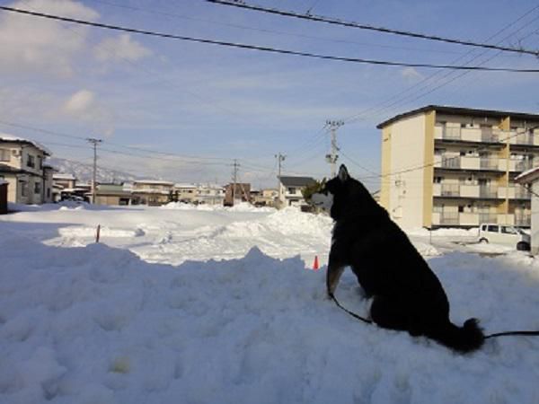 《バラ庭》黒柴サスケ～・・冬の暖かい日は、外大好きです！！