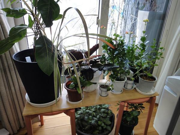 《バラ庭》ガーデン～・・冬の植物たちは・・・どこに?