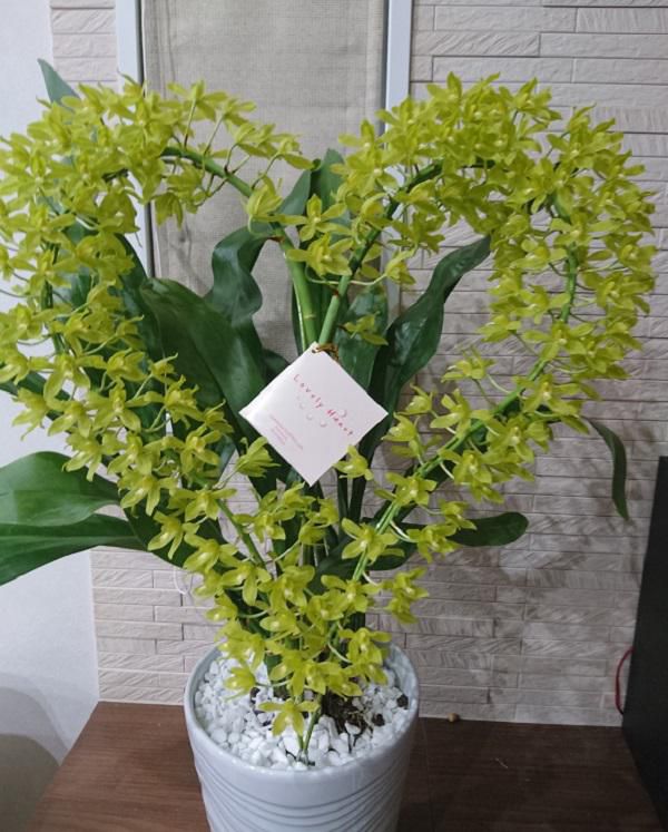 《バラ庭》つれづれ～・・ハート型蘭の花？？