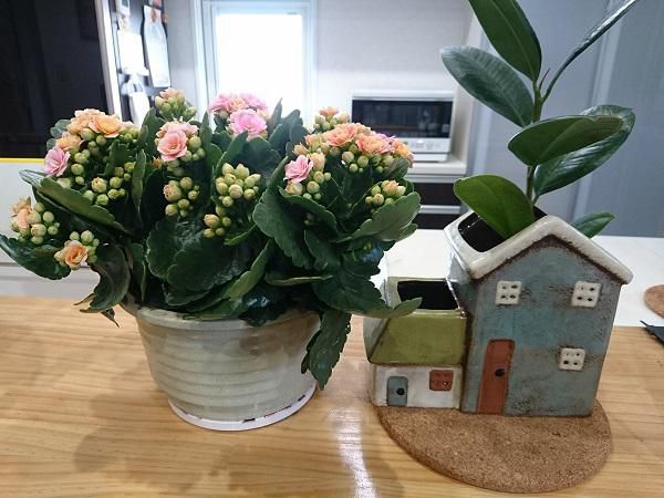 《バラ庭》つれづれ～・・きょうもいい天気、　花屋さんへ(^^♪