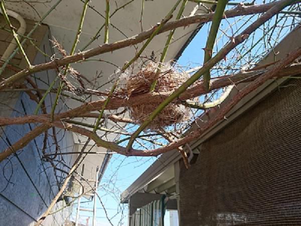 《バラ庭》つれづれ～・・きょうは天気、庭仕事！！鳥の巣・・・