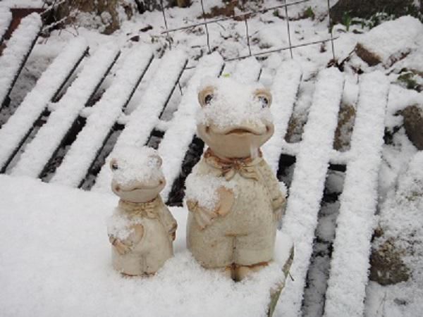 《バラ庭》つれづれ～・・今朝は、雪一色！！寒の戻り・・・