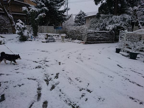 《バラ庭》黒柴サスケ～・・きょうは、雪特集（サスケ）！！