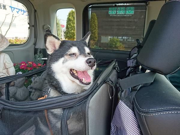 《バラ庭》黒柴サスケ～・・きょうは、山形へドライブ(^^♪