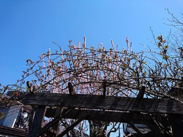 《バラ庭》つれづれ～・・ようやく春の気分に(^^♪
