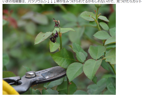 《バラ庭》ガーデンワーク～・・バラの大敵、害虫！!