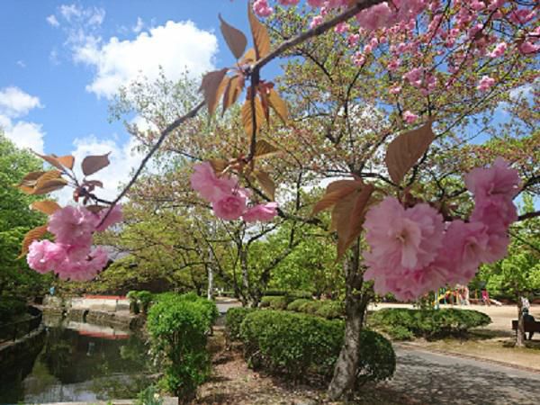 《バラ庭》つれづれ～・・サスケと白つつじ公園へ！！