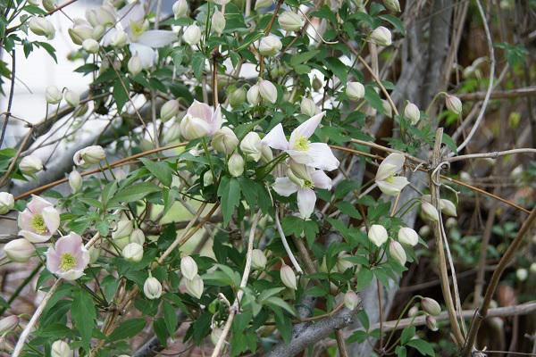 《バラ庭》ガーデンNOW～・・きょうの開花！!