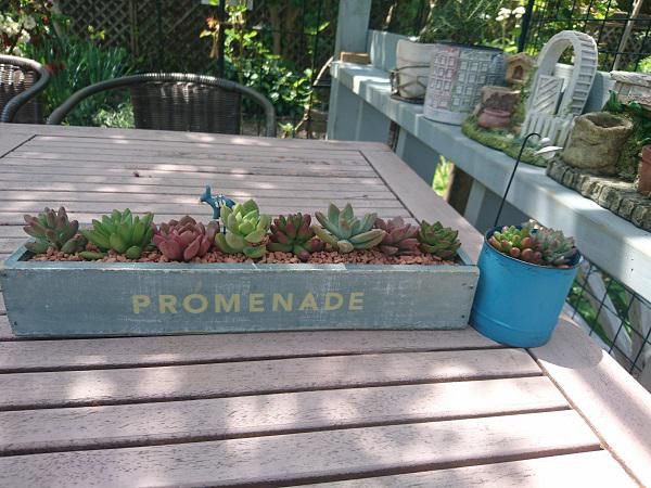 《バラ庭》つれづれ～・・多肉植物！！