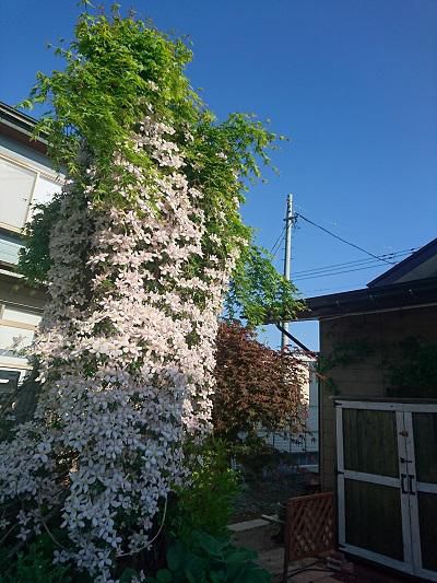 《バラ庭》ガーデンNOW～・・モンタナが満開に！！