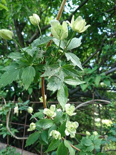 《バラ庭》ガーデンNOW～・・きょうの開花クレマチス！!