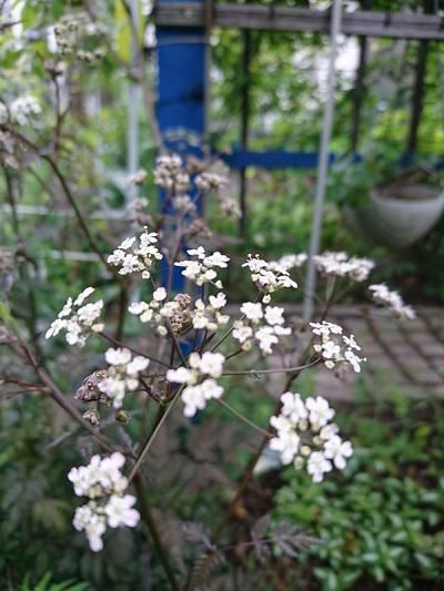《バラ庭》ガーデンNOW～・・きょうの開花！!