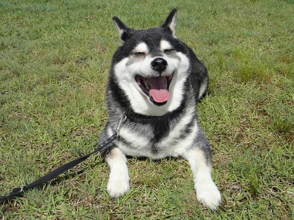 《バラ庭》黒柴サスケ～・・いつもの生涯学習プラザへ！