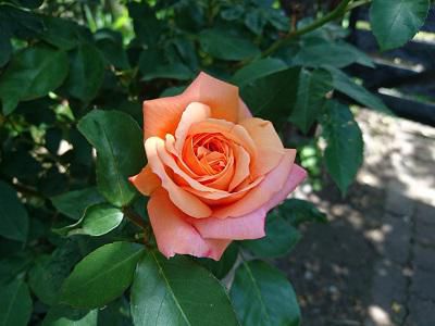 《バラ庭》ガーデンNOW～・・きょうの開花バラ！!