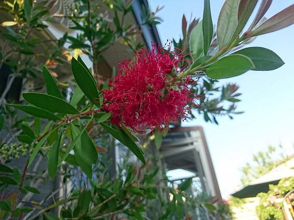 《バラ庭》オープンガーデン情報～・・金宝樹一日で開花。。。