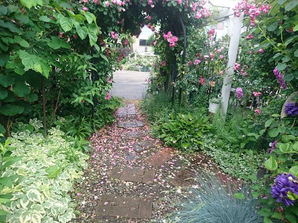 《バラ庭》オープンガーデン情報～・・最終日、花びらの小道！！