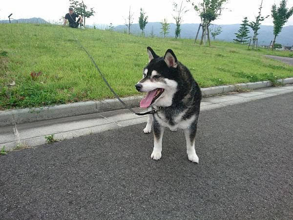 《バラ庭》黒柴サスケ～・・今日の夕方散歩は公園へ！！