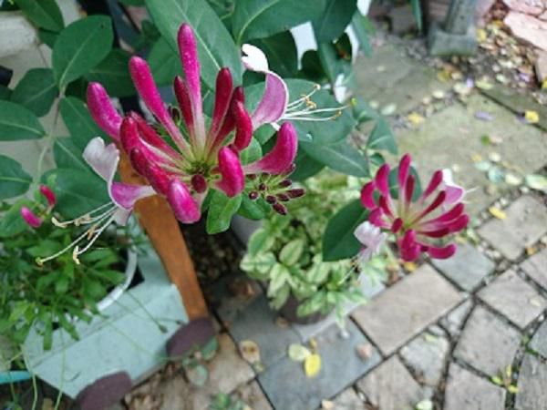 《バラ庭》ガーデンNOW～・・花達、まだまだあります(^^♪