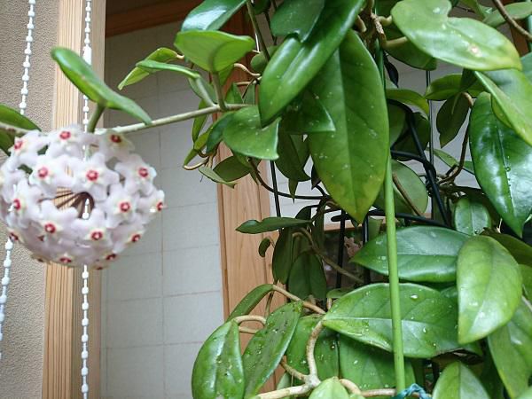 《バラ庭》つれづれ～・・きのうは、寒河江のお庭へ。。。
